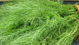 茴香苗怎么吃？茴香苗的吃法