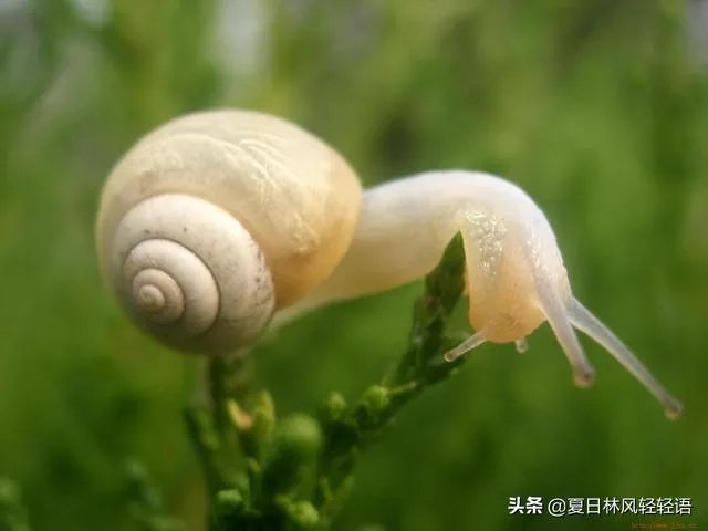 世界上牙齿最多的动物是什么？