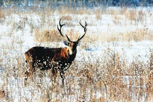 秃鹫太冷了到牧民家求救，人和动物的和谐相处模式应该是怎样的？