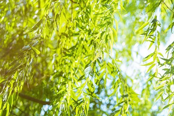 柳叶茶的功效与作用