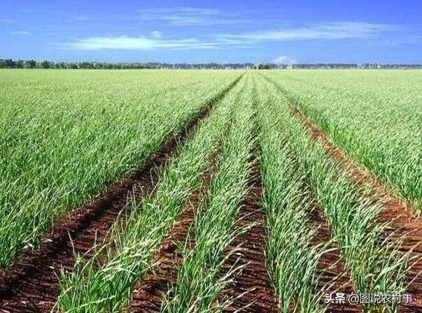 大蒜种植用什么肥料？