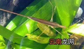 水螳螂怎么养，螳螂好养吗怎么养