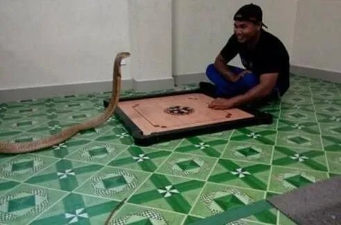 男子与蛇结婚同居 坚持认为蛇是其女友转世