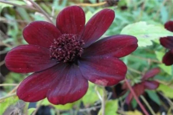 世界上最神秘的花排行榜 幽灵兰花上榜第四长相恐怖