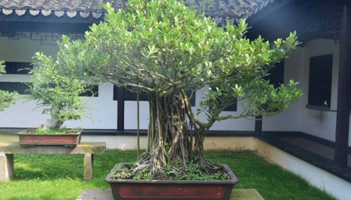 绿色植物的作用