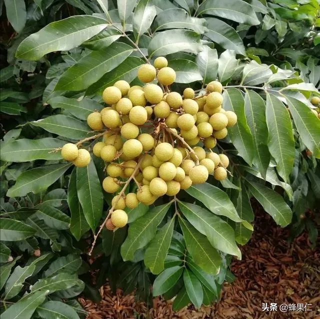 中国最出名的龙眼产地是哪里