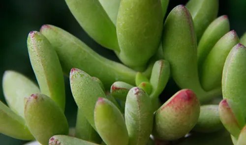 多肉的特点有哪些