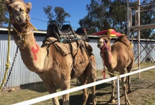 骆驼铁丝缠脚被解救长鸣感谢，换成你，你敢解救它吗？