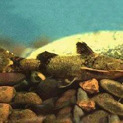 中华纹胸鮡的介绍