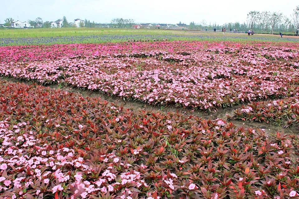 五月的花海歌词