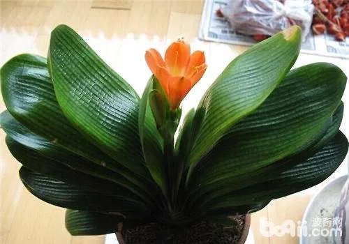 君子兰的叶子发黄了要怎么办?