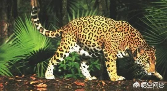 如何看待泰国女子养豹当宠物称是朋友这件事？