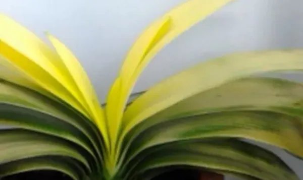 君子兰的叶子发黄了要怎么办?