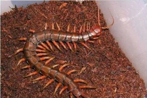 世界上最大的蜈蚣 目前发现的最大一只更是长达0.6米
