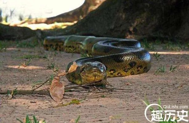 盘点蛇类的世界之最，最大的蛇亚马逊巨蟒即将灭绝
