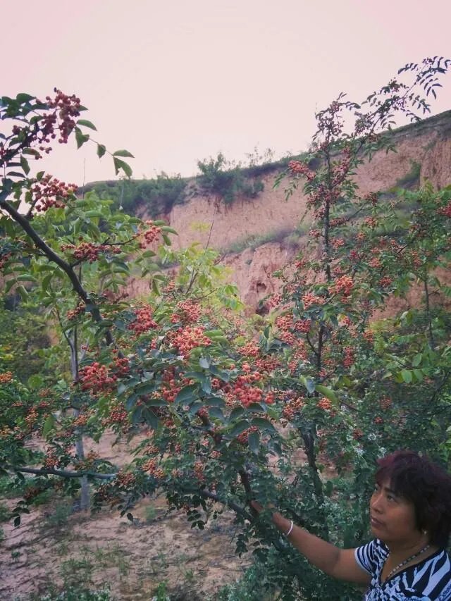 种花椒前景如何?