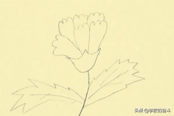 康乃馨怎么画？