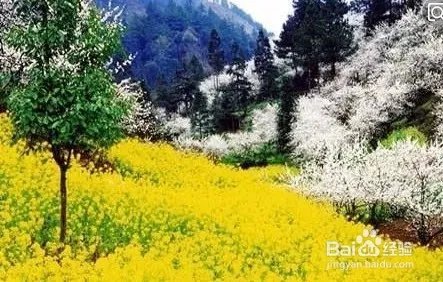 中国最美的油菜花海