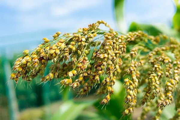 脾胃虚弱吃什么