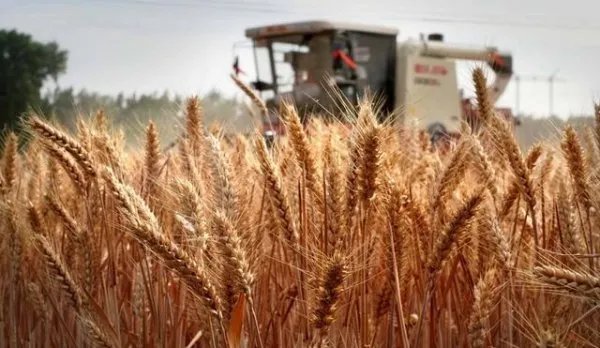 今年全国夏粮总产量2948亿斤，喜获丰收，哪些地区的粮食产量最高？