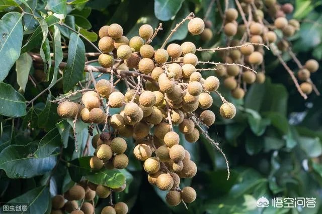 中国最出名的龙眼产地是哪里