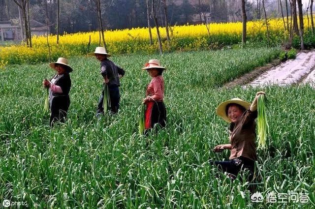 大蒜种植用什么肥料？