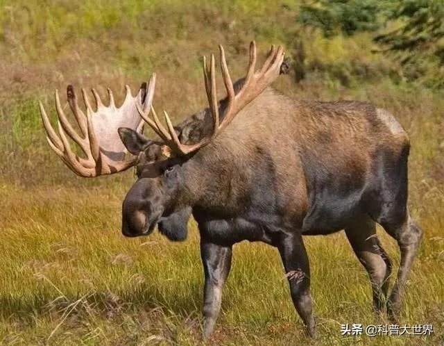 白唇鹿是什么？