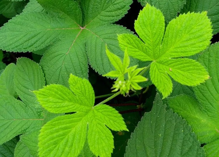 绞股蓝的功效与作用