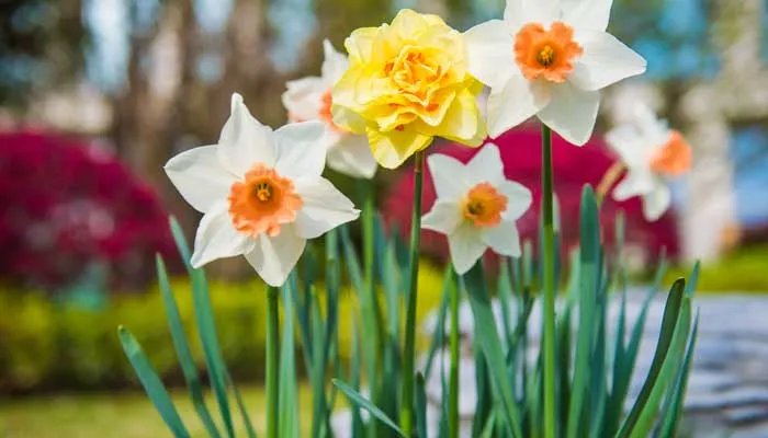 代表友谊的花有哪些 有什么代表友谊的花