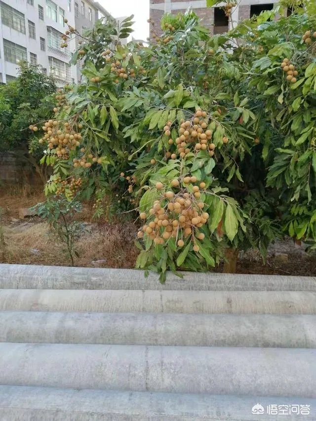 中国最出名的龙眼产地是哪里