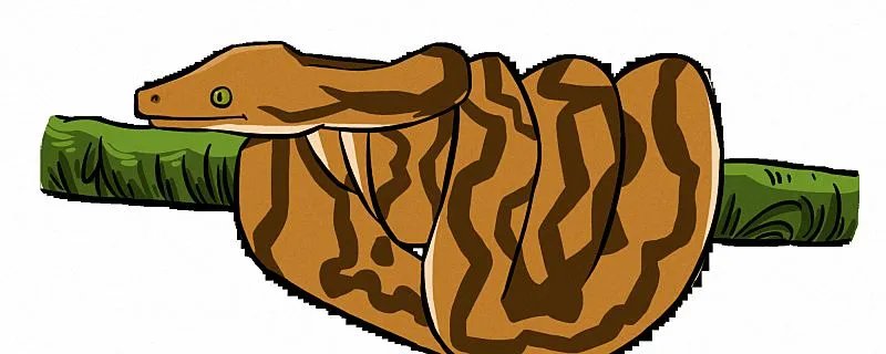 梦见大蟒蛇是什么意思 梦见大蟒蛇是什么征兆