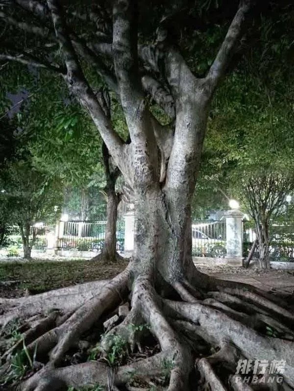 oppoa92s手机详细参数配置_oppoa92s手机值得买吗