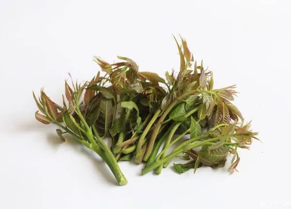 香椿价格已降至20元一斤,什么是香椿?