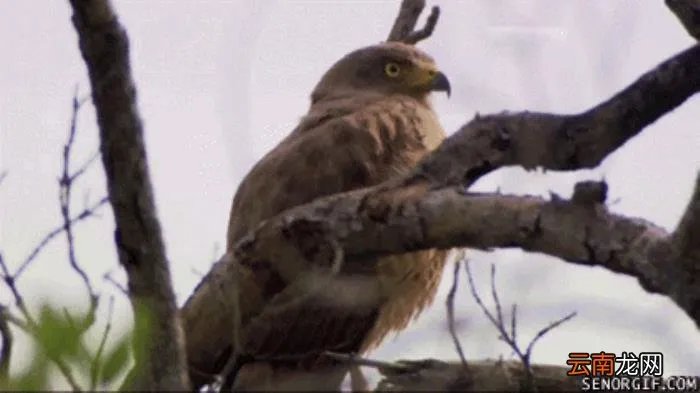 史上超级爆笑动态图 搞笑图片笑死人动态