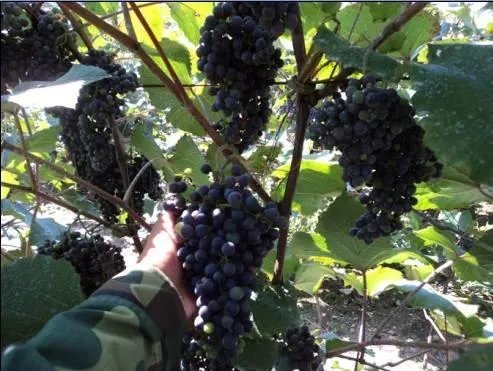 集安葡萄为何全国都出名?