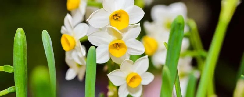 代表友谊的花有哪些 有什么代表友谊的花