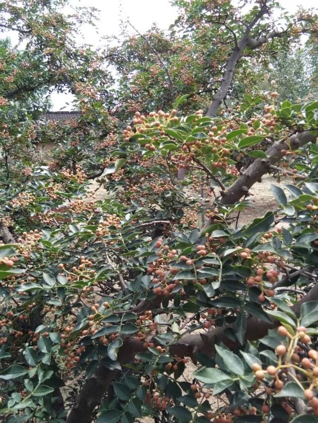 种花椒前景如何?