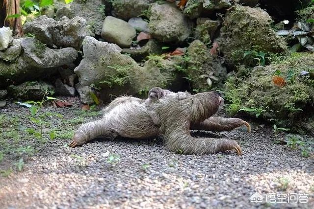 树懒为什么这么慢？