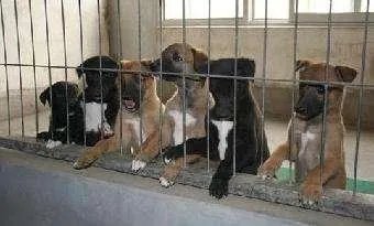 农业农村部征求意见：狗为伴侣动物拟禁食。你怎么看？