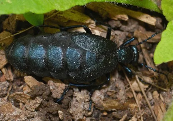 芫菁科的生活习性