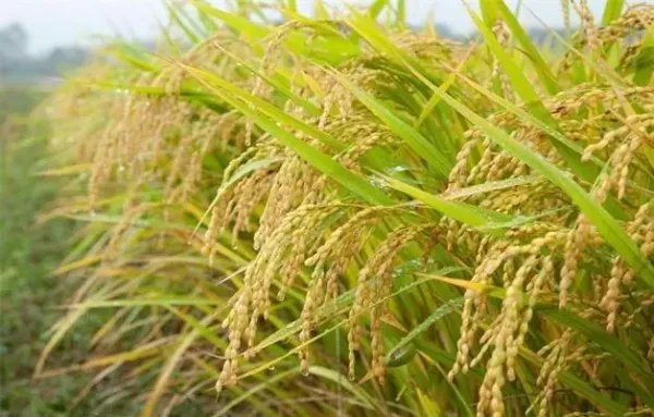 今年全国夏粮总产量2948亿斤，喜获丰收，哪些地区的粮食产量最高？