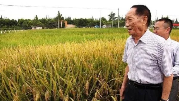 国家科技奖3项授予“水稻科学家”预示着什么？