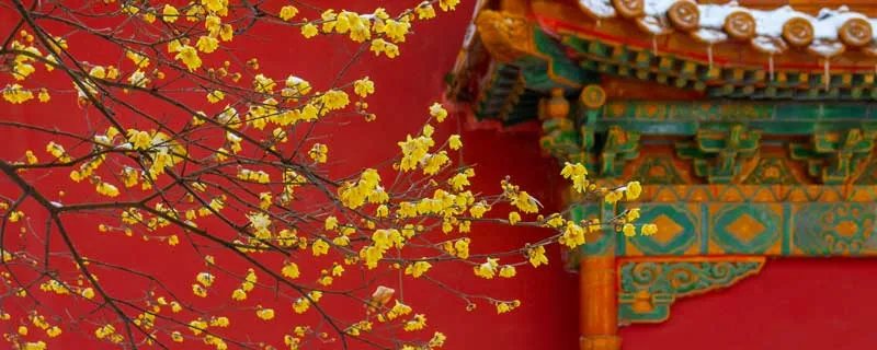 4月开什么花 农历4月开什么花