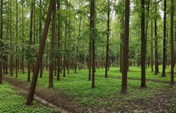 崇明森林公园有什么景点