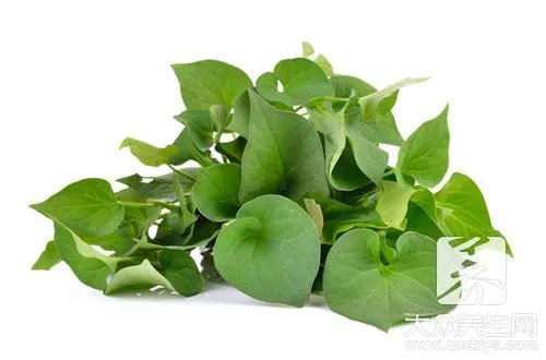 常见的桑树叶，药用功能这么多