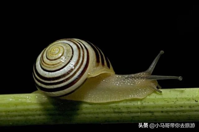 世界上牙齿最多的动物是什么？