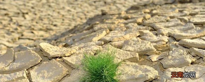 干旱地区种什么好