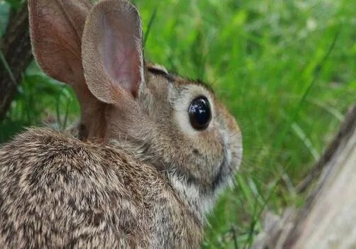 怎样找到野兔子窝 抓住野兔的方法有哪些