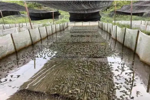 牛蛙养殖技术
