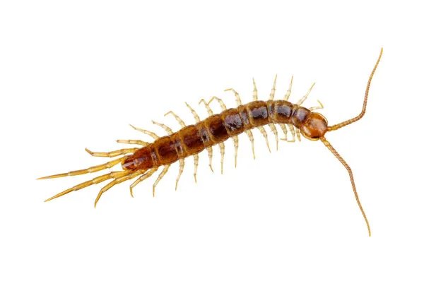 蚰蜒会进入人的身体吗